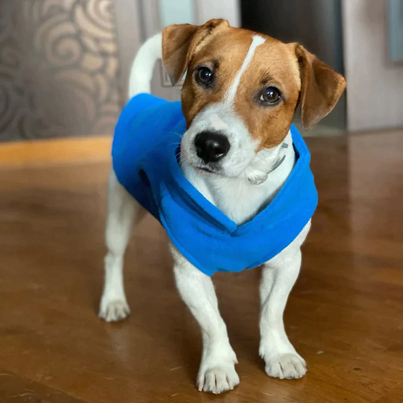 Roupinha para cães - Loja Home Utilidades